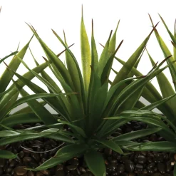 Maceta C/3 Plantas Áloe Vera 31x16x17Cm