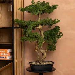 Planta bonsái artificial con maceta de 86 cm