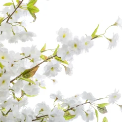 Planta De Cerezo Blanco 60x200Cm