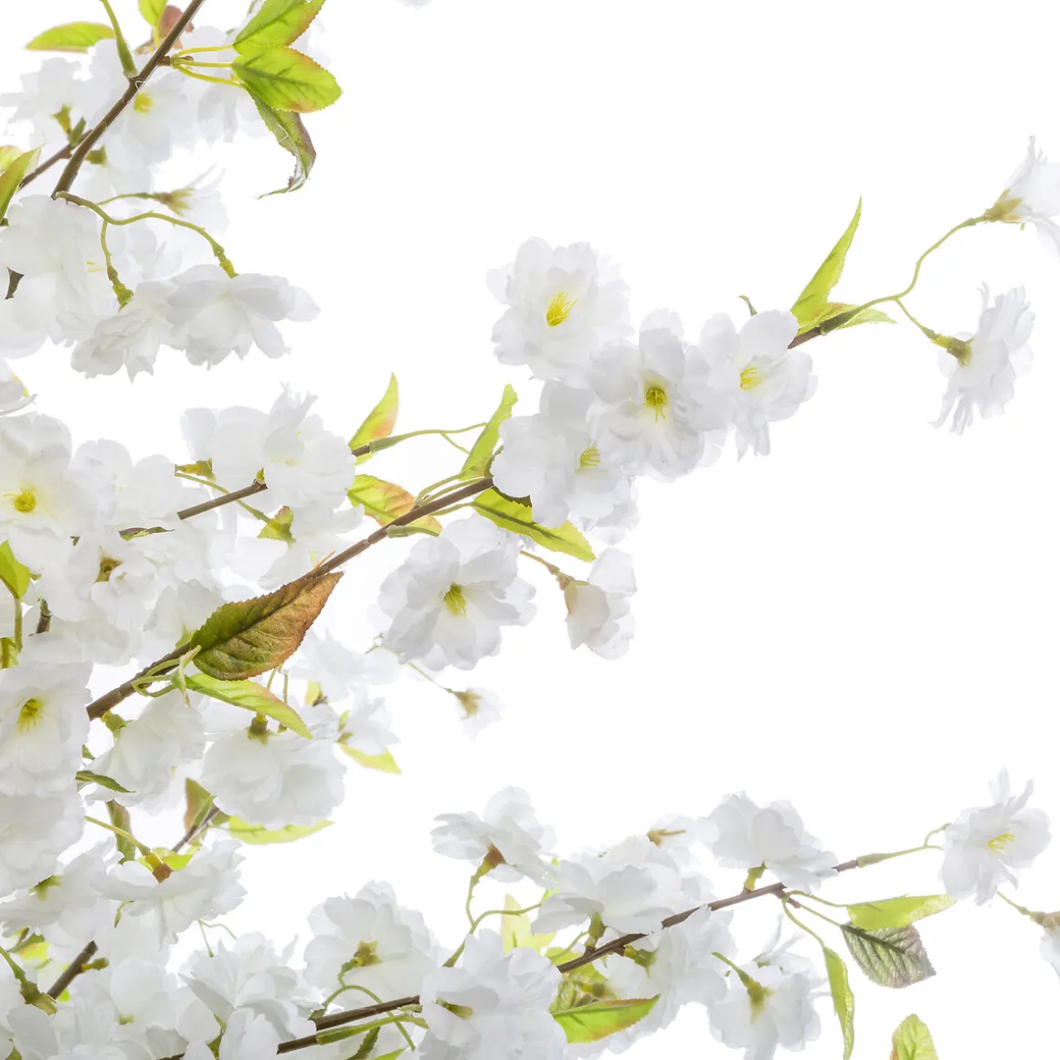 Planta De Cerezo Blanco 60x200Cm