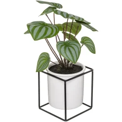Planta Maranta C/Maceta Y Soporte 32Cm