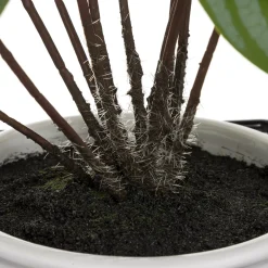 Planta Maranta C/Maceta Y Soporte 32Cm