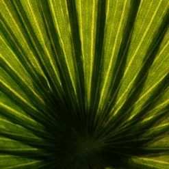 Planta Palmera Artificial 180Cm