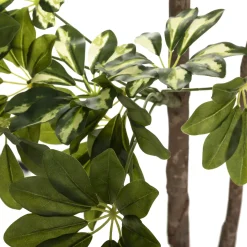 Planta Schefflera Con Maceta 130Cm